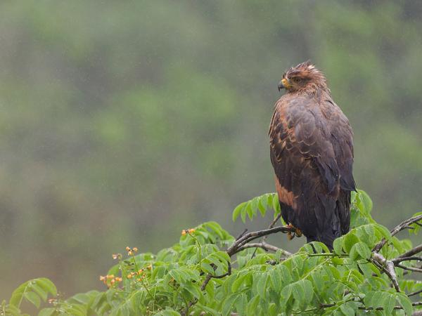 Savannebuizerd (Buteogallus meridionalis)